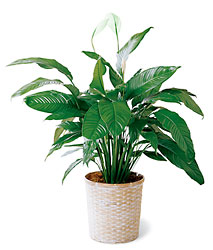 Simply Elegant Spathiphyllum-Large 